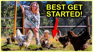 Do These Chicken Chores NOW Before Fall Arrives!