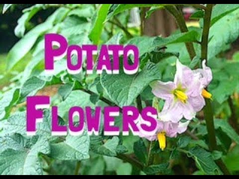 Potatoes Produce Poisonous Fruit -Cutting Off Potato Flowers