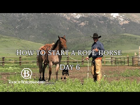 How To Start a Rope Horse Day 6 Preview