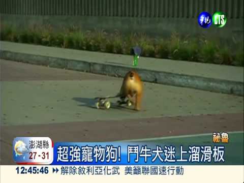 祕魯超強鬥牛犬 溜滑板有模有樣