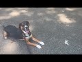 Play Video: Dog Reactivity