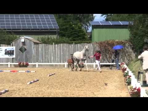 Prämiertes Holsteiner Stutfohlen von Casall/ Kilian