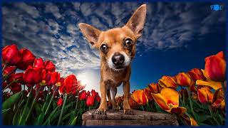 Secret Garden - Fields Of Fortune. HD