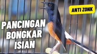 Download lagu MURAI BATU GACOR FULL ISIAN TEMBAKAN KASAR KRETEKAN KERAS AMPUH MEMANCING EMOSI MURAI BATU mp3