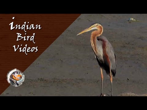 The Purple heron (Ardea purpurea) - Indian Bird Videos