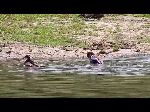 Djuma: Egyptian Geese enjoying bath time and Monitor Lizard in background - 09:45 - 01/04/21