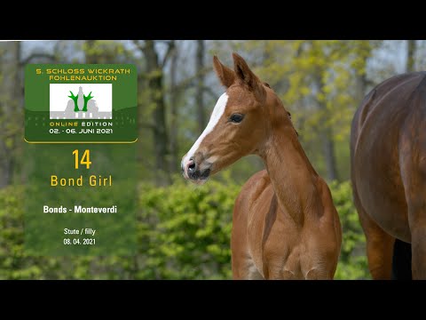 5. Schloss Wickrath Fohlenauktion Online Lot 14 Bond Girl Stute v. Bonds - Monteverdi