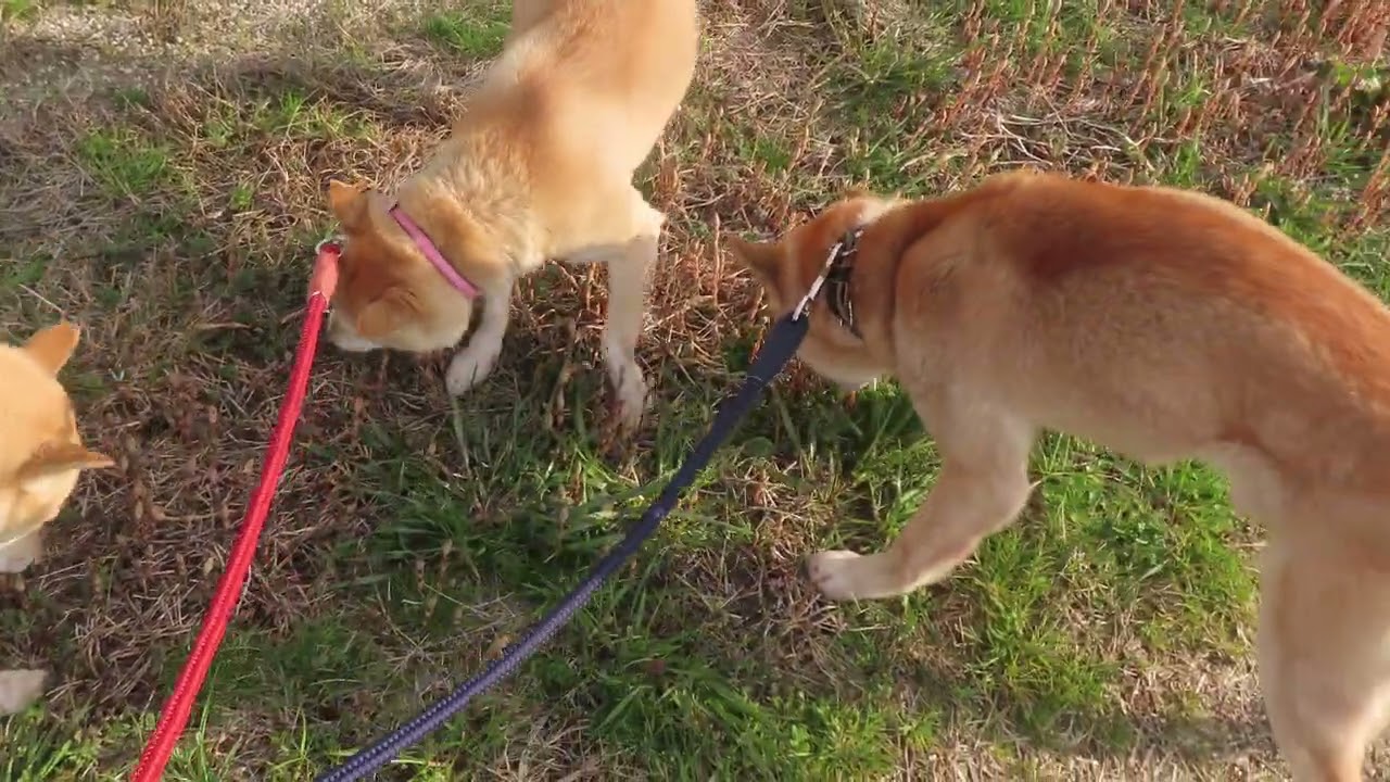 土筆を食べる柴犬ファミリー