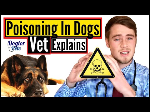 How To Treat A Poisoned Dog | Veterinarian Explains | Dogtor Pete