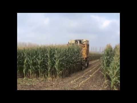 Landb. Lavens - Eeklo - Field Queen 7655