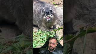 Animais que falam o próprio nome? Awawa ou Damão e Awebo @DNA.SELVAGEM #biologohenrique #biologo