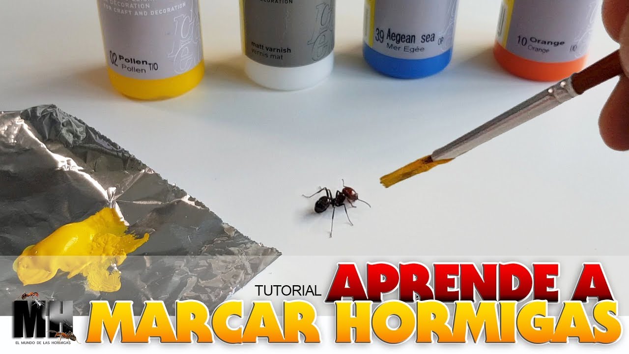 MARCAMOS A UNA HORMIGA SOLDADO  | Soldado Messor Barbarus