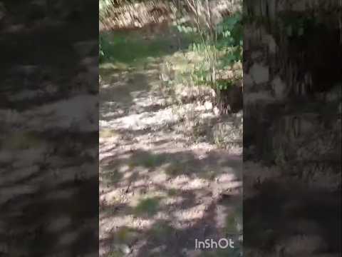 Llamando a los canes #casagrande #perro #cordoba