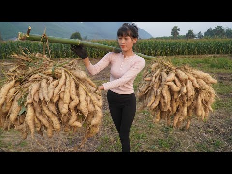 The potatoes have grown big to harvesting. Fried sweet potato cakes !Here we go!