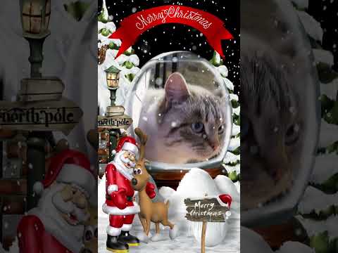 🐱Merry Christmas #short #shorts  #merrychristmas #christmas #merrychristmas2022 #christmascats