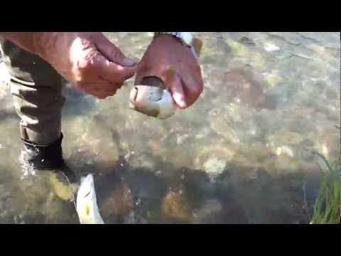 Fly fishing course - trout and grayling caught in the same time