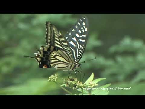 ナミアゲハの産卵