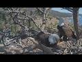 Big Bear eagles: What's next for Shadow after Jackie's death?