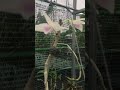 Phi điệp 5 cánh trắng (5ct) Lâm Đồng nở tại nhà vườn Rừng Hoa Lan