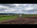 Poulain PP RBP croisé appaloosa fondation
