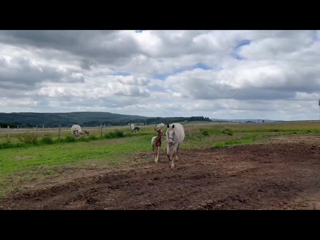 Poulain PP RBP crois&eacute; appaloosa fondation