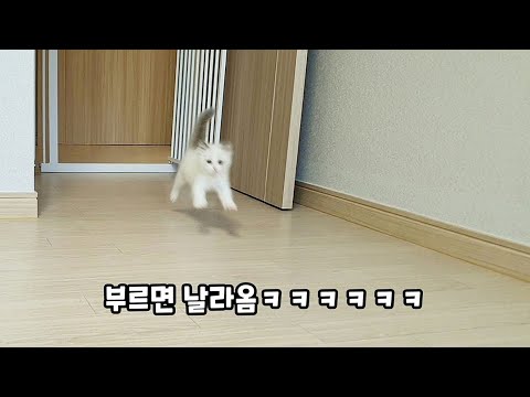 고양이 너무 귀여워