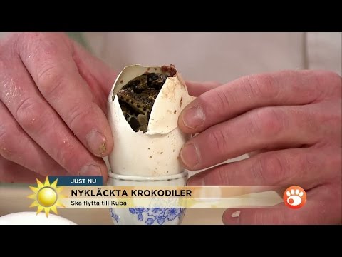, title : 'Här kläcks krokodiler i direktsändning - Nyhetsmorgon (TV4)'