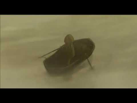 Tir Nan Og   animated short film directed by Fursy Teyssier