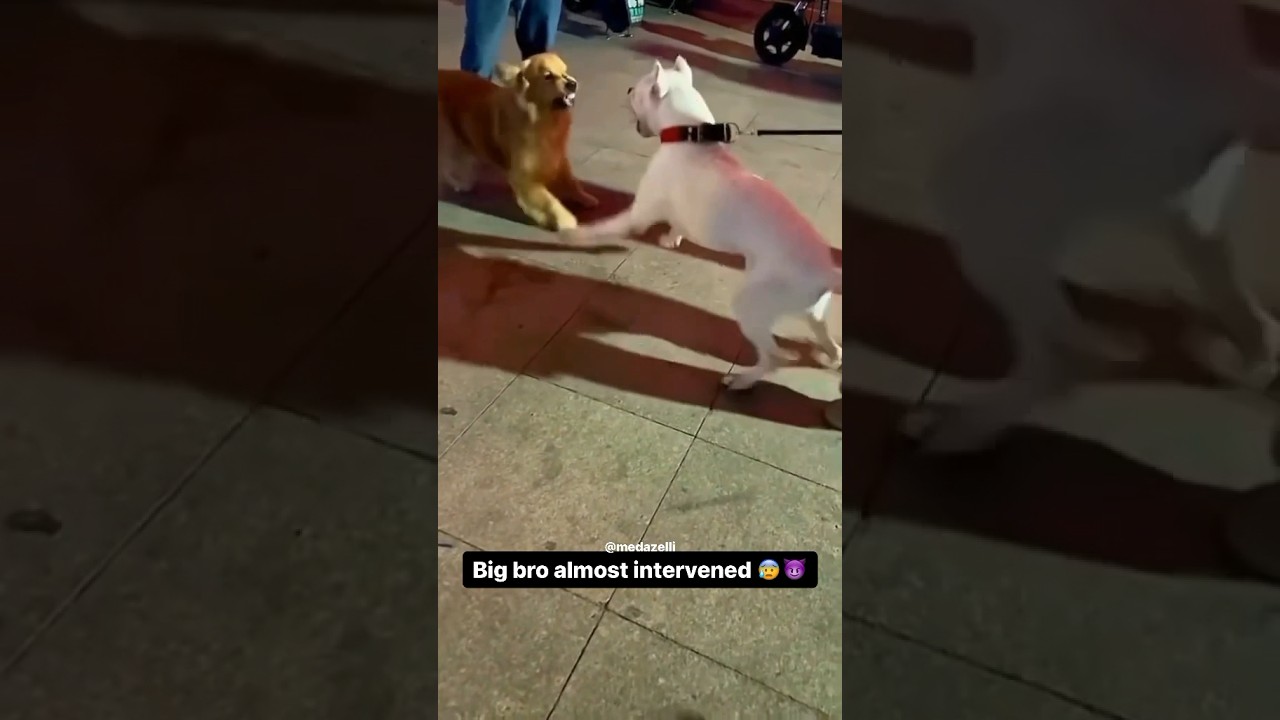 He Protec But He Also Attac