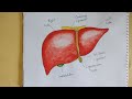 #NIDAL_drawing. easy drawing of liver. liver Drawing. human liver Drawing. internal organs of human.