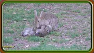 Cute Wild Baby Rabbits want a Feed / Wildlife in My Backyard