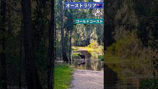 まったりオーストラリア🇦🇺　野生動物　コアラ🐨とカンガルー🦘　#shorts
