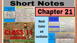Short notes — Neural control and coordination/ Handwritten notes / chapter 21 / class 11/ Biology