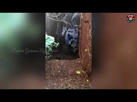 Rani kola tracking in Aghanashini port | Om Beach Gokarna | Explore Gokarna Aghanashini |