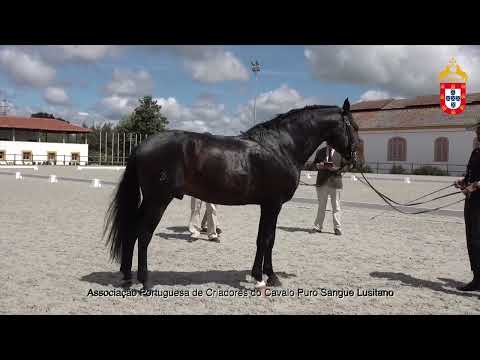 220424 7 Napoleão - Aprovação de Garanhões