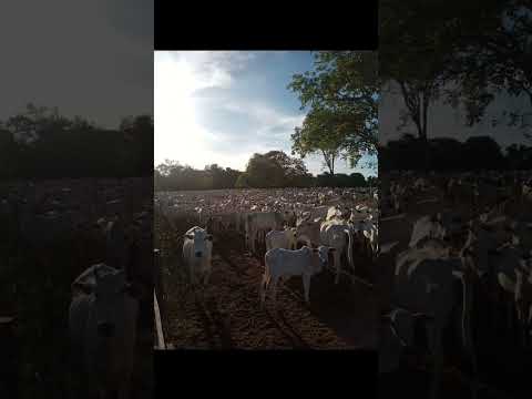 fazenda a venda em Cocalinho MT 9.990 hectares dupla aptidão parcelada pega permuta no Goiás