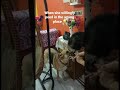 Dog’s reaction when scolded !