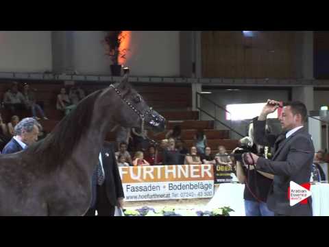 N.41 ALIMANDRO - Wels 2016 - Colts 2 years old (Class 4)