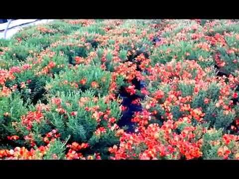 Best Garden Shrubs - Cytisus Lena (Scotch Broom)