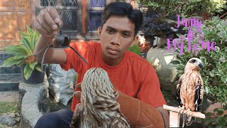Download lagu Black Kite Eagle - The Most Basic Skill Training mp3