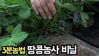 땅콩농사 비닐 [3분농법] │농사직방