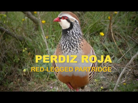 Perdiz roja ( Alectoris rufa ) Ing. Red-legged partrid