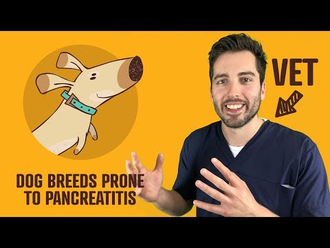 Which Dog Breeds Are Prone To Pancreatitis? | Vet Explains