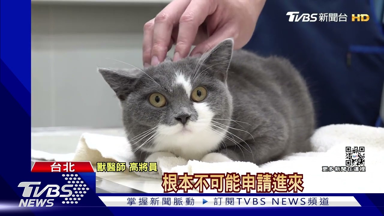 打開潘朵拉盒！　控獸醫用禁藥　高嘉瑜遭轟「搞錯重點」道歉