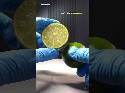 Lime Juice vs Germs Under Microscope