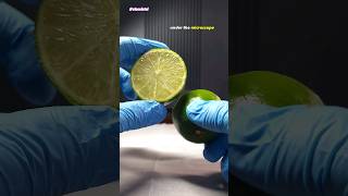 Lime Juice vs Germs Under Microscope