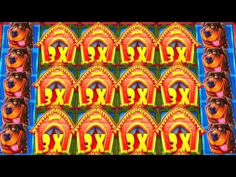 TOP 5 BIG WIN IN DOG HOUSE 😱🐶