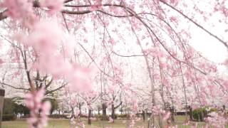 preview picture of video '2013.3.29(金)古代蓮の里の桜(埼玉県行田市)'