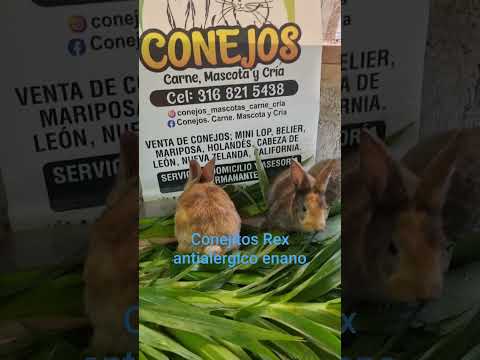 conejitos Rex enano antialergico. WhatsApp 3168215438 San Vicente ferrer Antioquia
