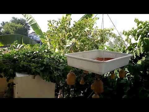 Bird song nature meditation sound music 2020 12 08 09 3a5